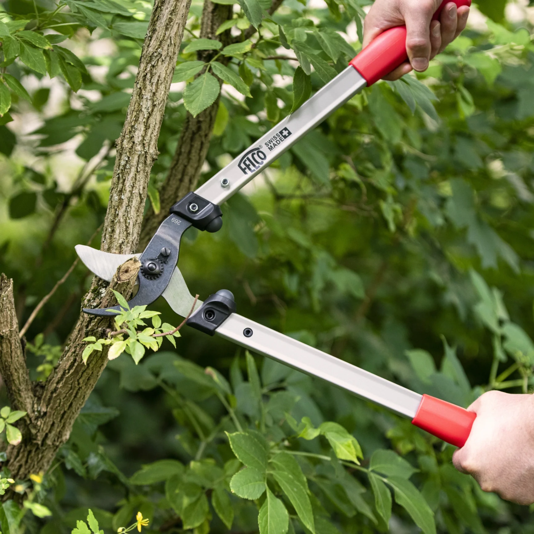 Gardener pruning a shrub with long-handled red-grip loppers