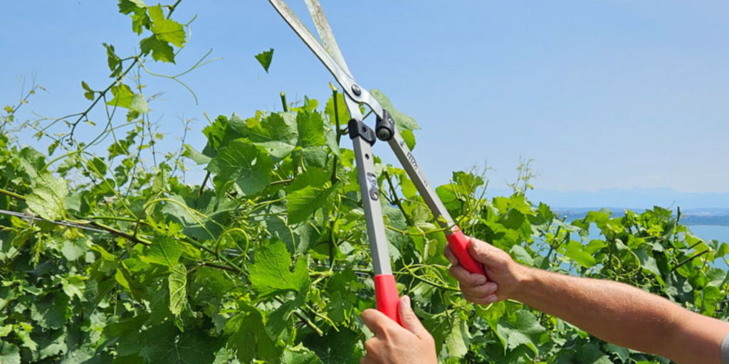 Gardener pruning a shrub with long-handled red-grip loppers